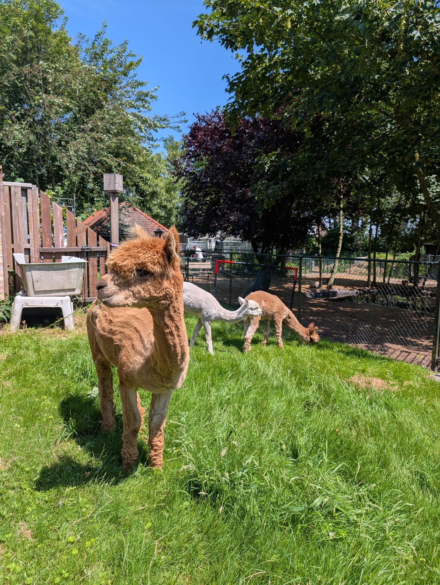Alpaca’s in de zonnige dierenweide