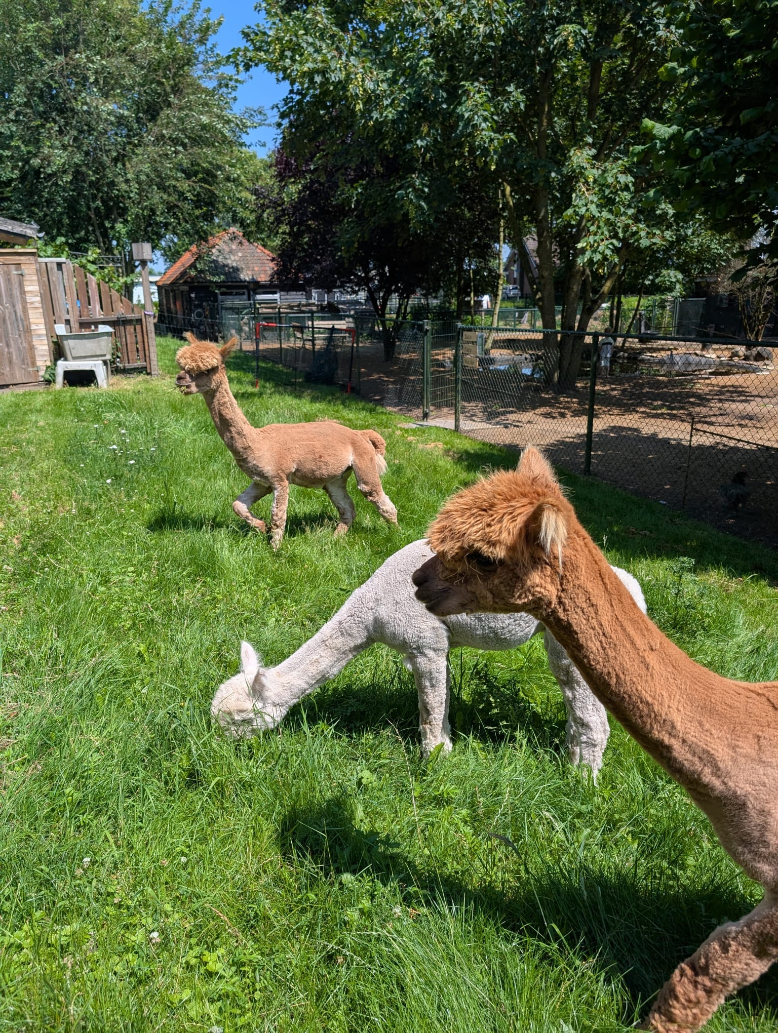 Drie alpaca’s in het gras op het terrein